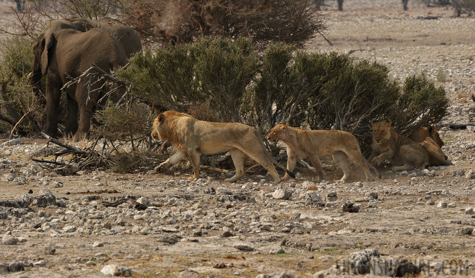 Panthera leo melanochaita [400 mm, 1/500 Sek. bei f / 11, ISO 400]